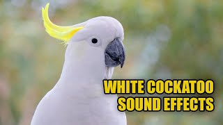 Cockatoo Sounds 🕊️ White Cockatoo Sounds [upl. by Ecilahc634]