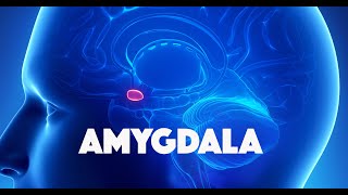 Amygdala [upl. by Lein]