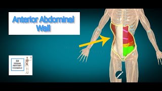 Anterior Abdominal Wall I Human Anatomy Tutorial [upl. by Aihsened]