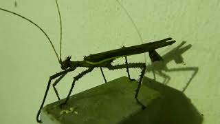 Phasmid unknown Phasmatodea indet Nature Discovery Villas Frasers Hill Malaysia 14 July 2024 [upl. by Bedell]