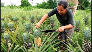 Finding pineapple for eat  Eating delicious [upl. by Oecile]