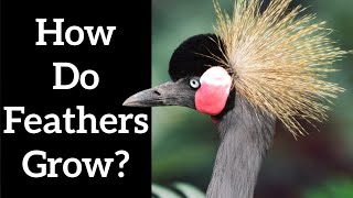 How do Feathers Grow  Feather Formation [upl. by Anirt]