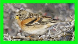 Brambling Song Brambling Call Brambling Voice  Pinzón Real Canto  Fringilla Montifringilla [upl. by Nnylarak]