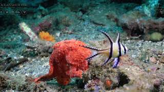 Frogfish Eats Cardinal Fish [upl. by Aneleiram]