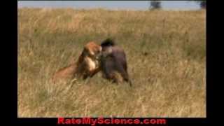 Lioness hunts and kills a wildebeest Rate My Science [upl. by Christy]