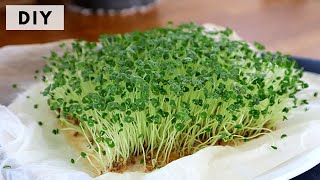 DIY  TOUTES LES TECHNIQUES POUR FAIRE DES GRAINES GERMÉES SUPER FOOD CHIA ALFALFA LIN LENTILLE [upl. by Lyris]