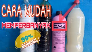 Memperbanyak em4  effective microorganisms 4 cara mudah [upl. by Otilegna]