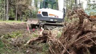 Land Clearing What to Do with Tree Stumps [upl. by Lodge]