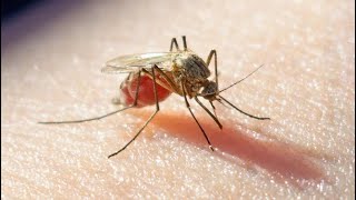 Protection Against Malaria in Three Doses  A Breakthrough that Could Save Millions of Lives [upl. by Atilrak789]