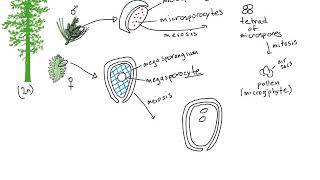 Gymnosperm Life Cycle [upl. by Layney872]