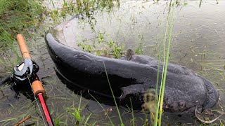 【決定的瞬間 catfish eats】ナマズが鳩を食べる瞬間を捉えた映像 [upl. by Ray931]