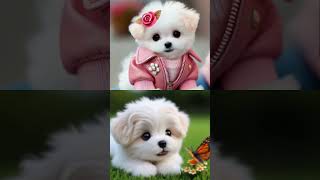 APT Dog Puppies Singing APT Song by ROSÉ amp Bruno Mars CUTEST Divas Sing funny dog [upl. by Zimmer]