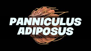 PANNICULUS ADIPOSUS Simplified  Anatomy [upl. by Anaizit]