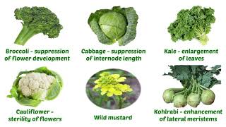 Selection in Plant Breeding [upl. by Ayetal]