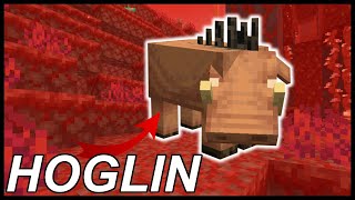 How To Tame Hoglins In Minecraft 116 [upl. by Dory]