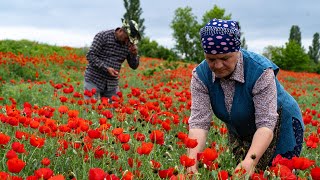 Harvesting Fresh Poppy Flowers for Homemade Spring Jam [upl. by Plato75]