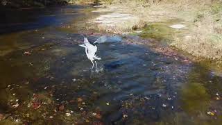 Great Blue Heron  Indian Creek Trail Indiana [upl. by Yllrebmik]