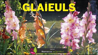 GLAÏEULS  RETOUR EN GRÂCE DE CES PLANTES REMARQUABLES AVEC LES BONS CONSEILS DE PATRICK ET ROLAND [upl. by Eeima]