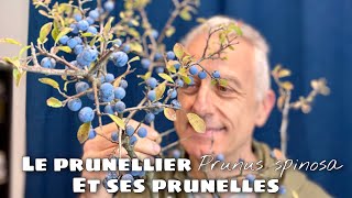 Le prunellier Prunus spinosa et ses petites prunelles [upl. by Leuneb]