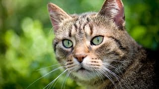 Stop The Constant Meow 6 Reasons Why Your Cat OverVocalizes [upl. by Joacimah]