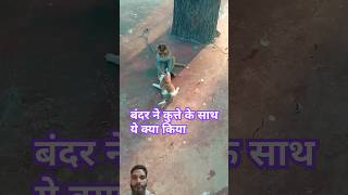 Monkey amp Dog Fight  bandar ne kutte ko pakda funny cutepappy monkey funnycute funniestvideo [upl. by Pressey769]