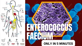 enterococcus microbiology lecture enterococcus faeciumEasy microbiology [upl. by Enutrof]