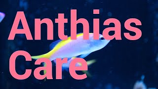 All About Anthias  Care amp Feeding in Reef Tanks [upl. by Inan]