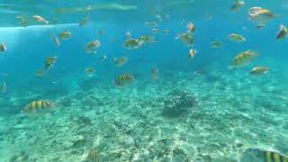 BALICASAG ISLAND SNORKELING AND FISH FEEDING ❤️ snorkeling snorkelling balicasag fishfeeding [upl. by Erine]