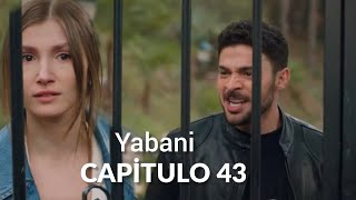 Yabani Salvaje Capitulo 43  ¡Derin lo contó todo Hande [upl. by Nickolai314]