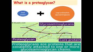 MED LEVEL 1 MUSI111 BIO Lecture 3 Proteoglycan [upl. by Moriyama444]