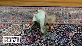 Tiny dog throws a big tantrum [upl. by Samy]