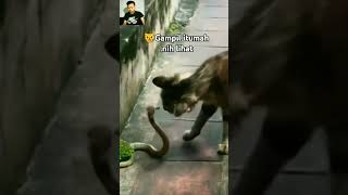 Murid oyen dilawan cat kucing shortsvideo cats catvideos catshorts catlovers shorts [upl. by Ditmore559]