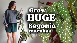 Easy Begonia Plant Care How I Grow My Tall Begonia [upl. by Amikahs875]