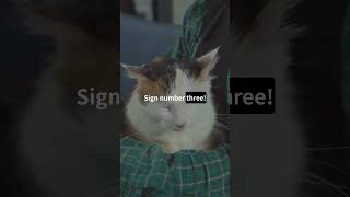 Does Your Cat Love You 5 Signs to Look For CatLovers CatLove CatLife catsofyoutube CatCare [upl. by Paquito287]