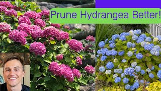 How to Prune Big Leaf Hydrangea for Maximum Flowers Hydrangea macrophylla [upl. by Stearne]