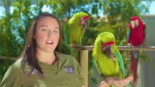 Indianapolis Zoo Macaw Conservation Efforts [upl. by Michaeu]