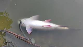 fish video oxygen level kam hone ke Karan mar rahi thi machhliyan fishing fish youtubevideo [upl. by Barnum]