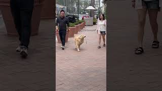 Friendliest Dog ever 🐶…… dog comedy funnydog shorts [upl. by Godred]