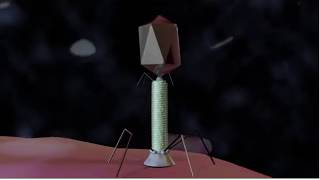 Lyme disease Dr Louis Teulieres Phelix Phages Borrelia animation [upl. by Anthiathia]