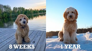 Tarzan the labradoodle growing up [upl. by Danie]