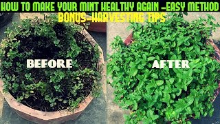 HOW TO MAKE YOUR MINT HEALTHY AGAIN FAST N EASY [upl. by Tniassuot]