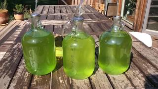 Micro Algae for Biodiesel [upl. by Muhcon537]