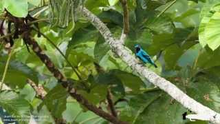 Turquoise Cotinga Cotinga ridwayi in Costa Rica [upl. by Naahs854]