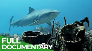 Whitetip Reef Sharks Deadly Nocturnal Predators  Free Documentary Nature [upl. by Curhan]