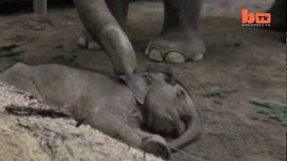 Touching Footage Of Elephants quotSaying Goodbyequot To Dead Young [upl. by Hsiekal531]