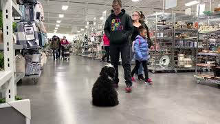 Ruby 5 month old mini Bernedoodle  Before amp After  Springfield Dog Trainers  Best Dog Trainers [upl. by Haramat]