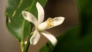 timelapse  life of a citrus blossom [upl. by Atiram]