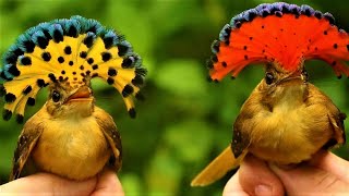 Royal Flycatcher The Most Exotic Bird On The Planet Earth [upl. by Derina]