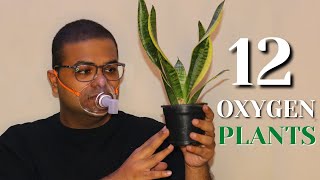 12 Best Plants to Increase Oxygen Levels in your Home [upl. by Abey]