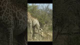 Giraffe 🦒 didnt survive easily shorts wildlife animals theanimalsconnection viral [upl. by Novyad]